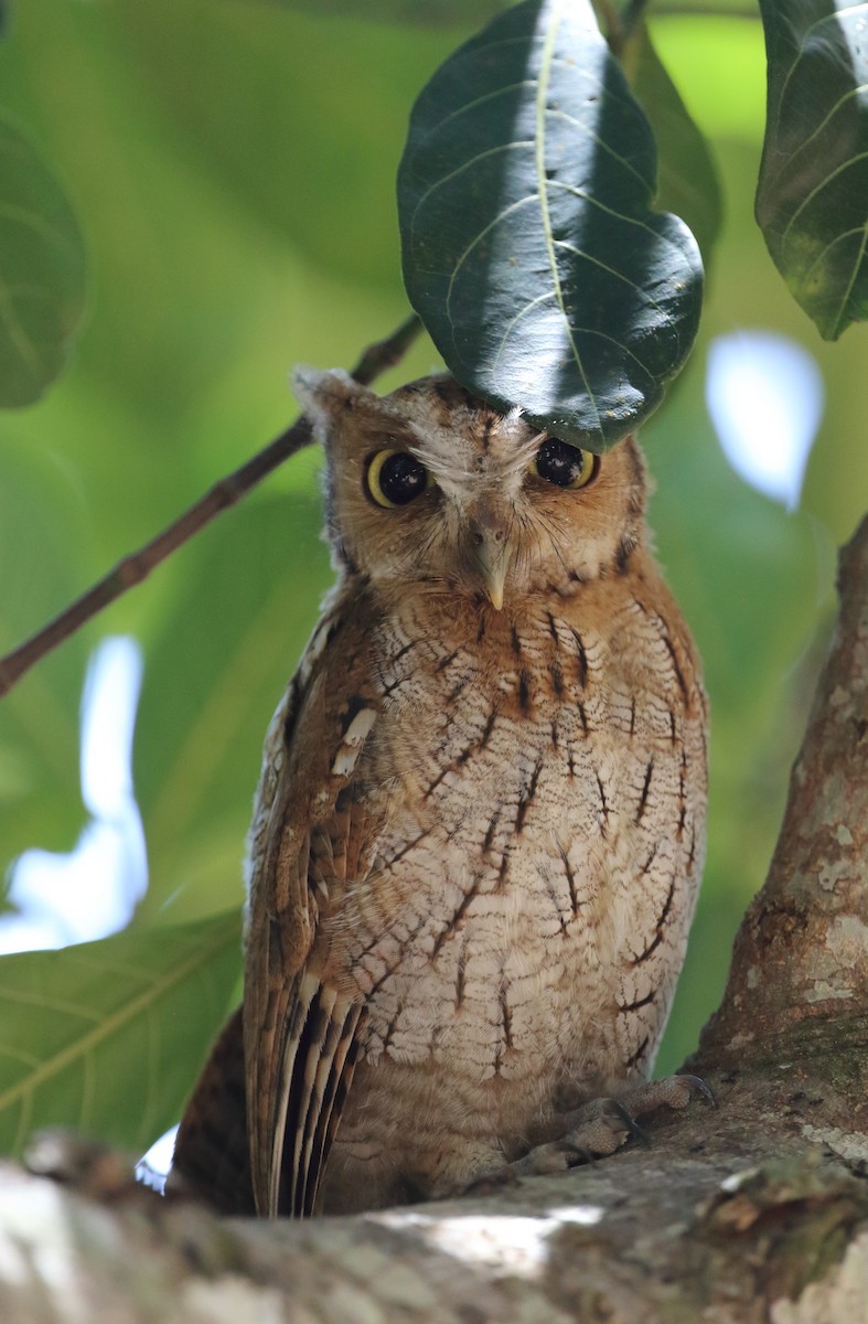 Tropical Screech-Owl - ML642453869