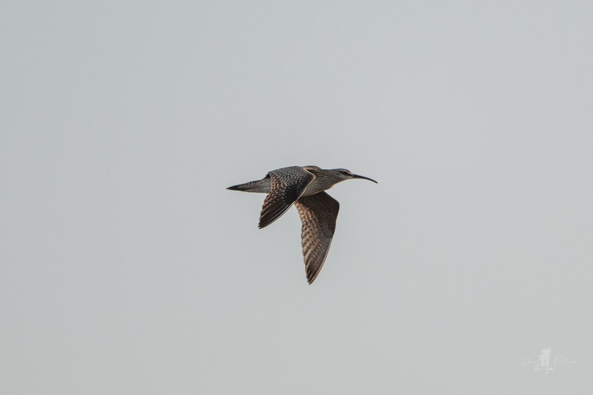 Regenbrachvogel - ML642453870