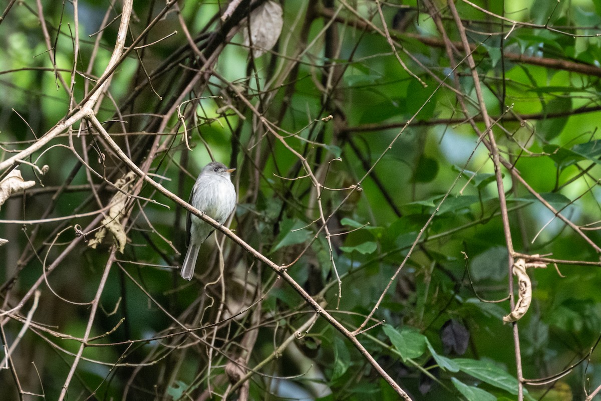 Southern Tropical Pewee - ML642453872