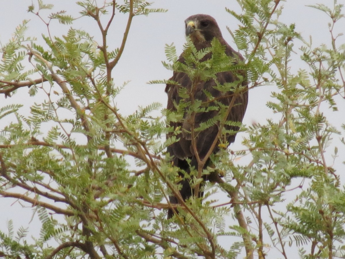 Swainson's Hawk - ML642453880