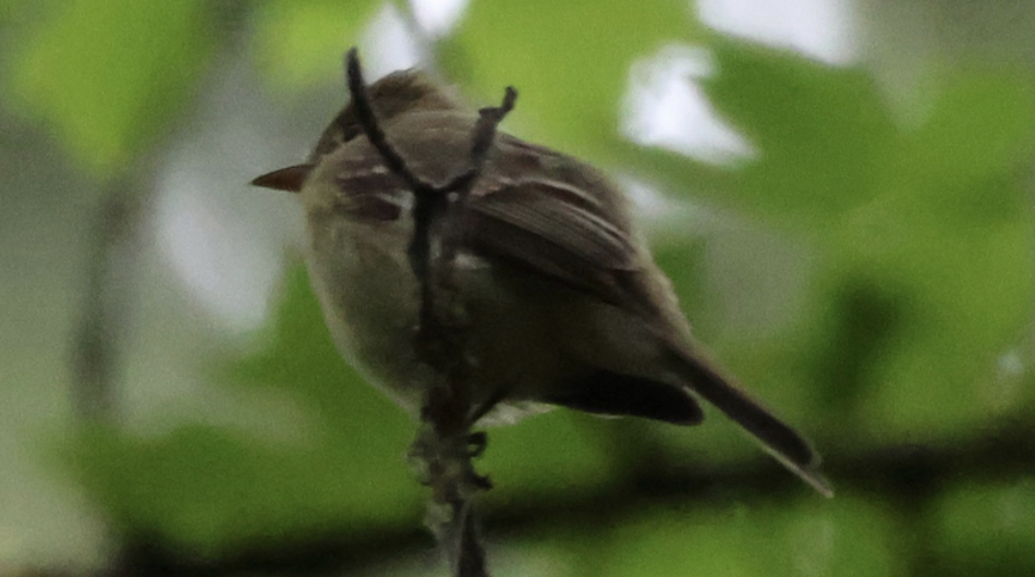 Hammond's Flycatcher - ML642453892