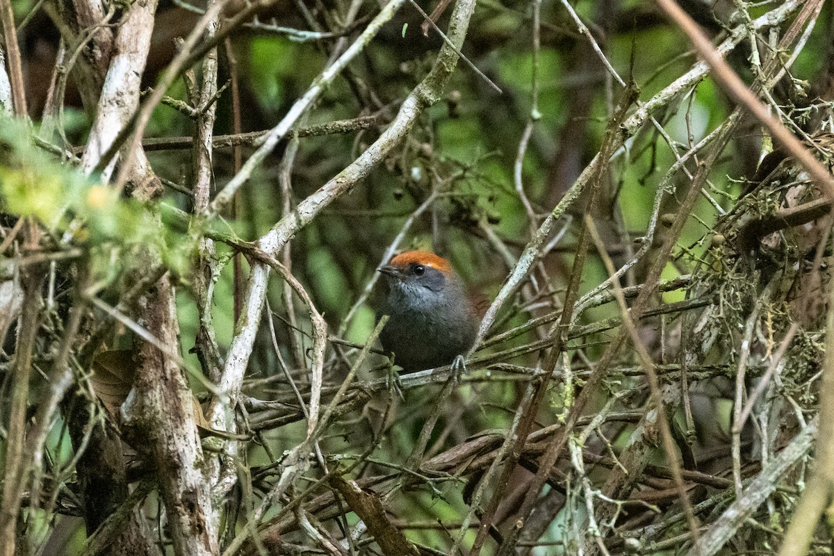 Bahia Spinetail - ML642453903