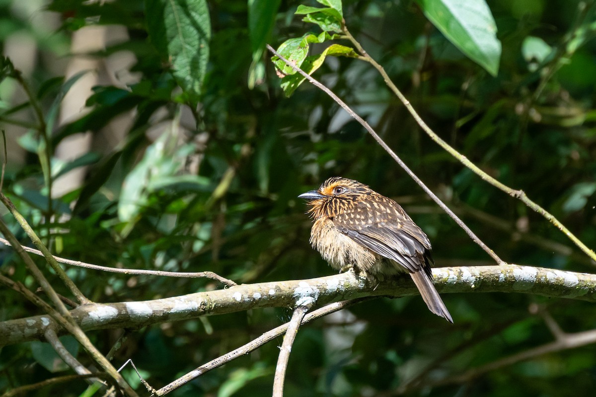 Crescent-chested Puffbird (Greater) - ML642453926