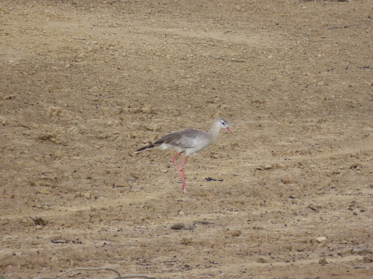 Red-legged Seriema - ML642453942