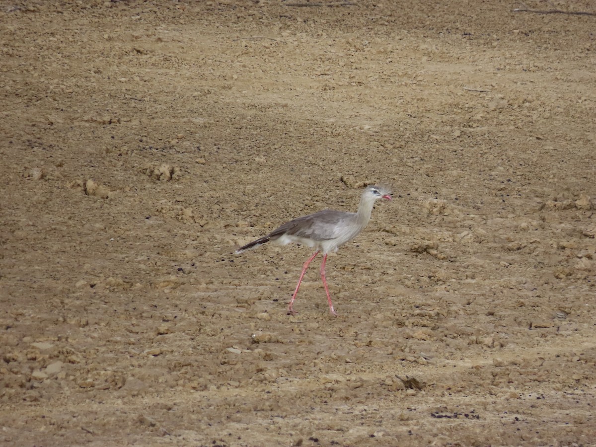 Red-legged Seriema - ML642453943