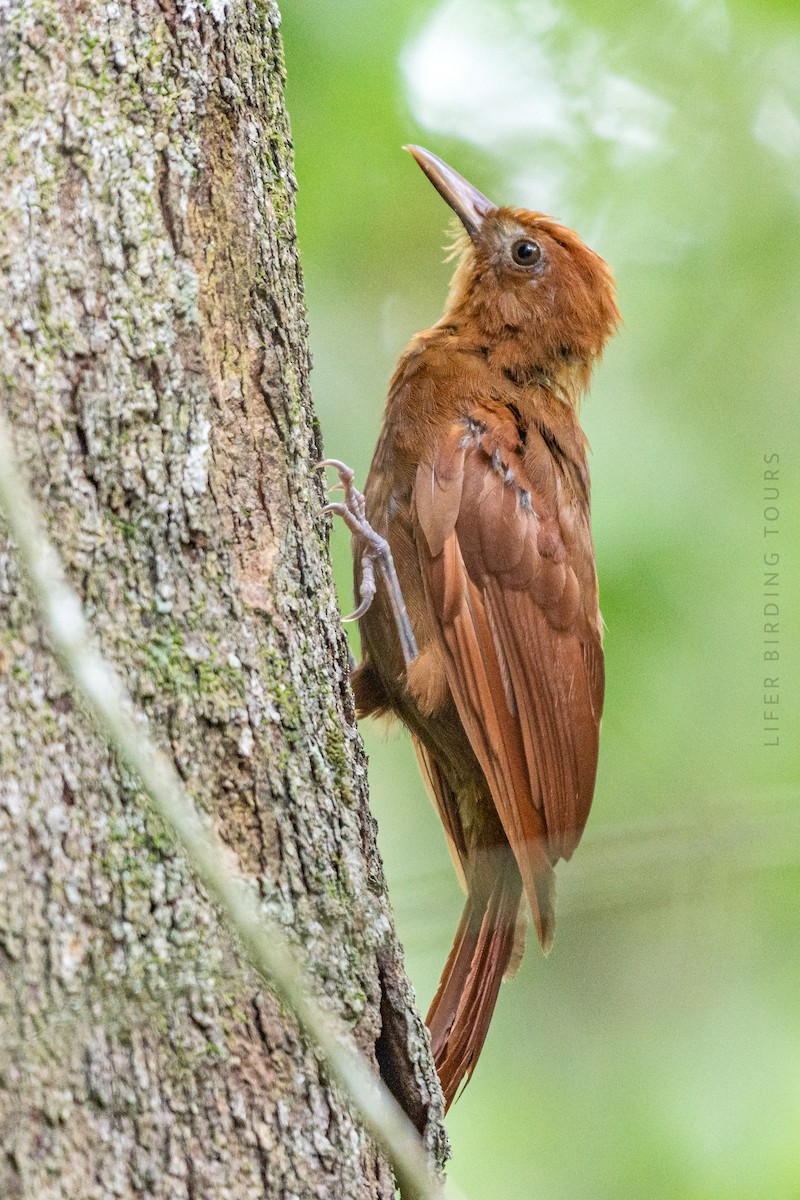 Ruddy Woodcreeper - ML642453982