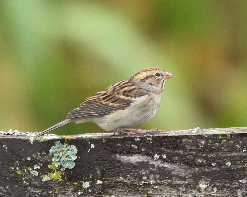 Chipping Sparrow - ML642453990