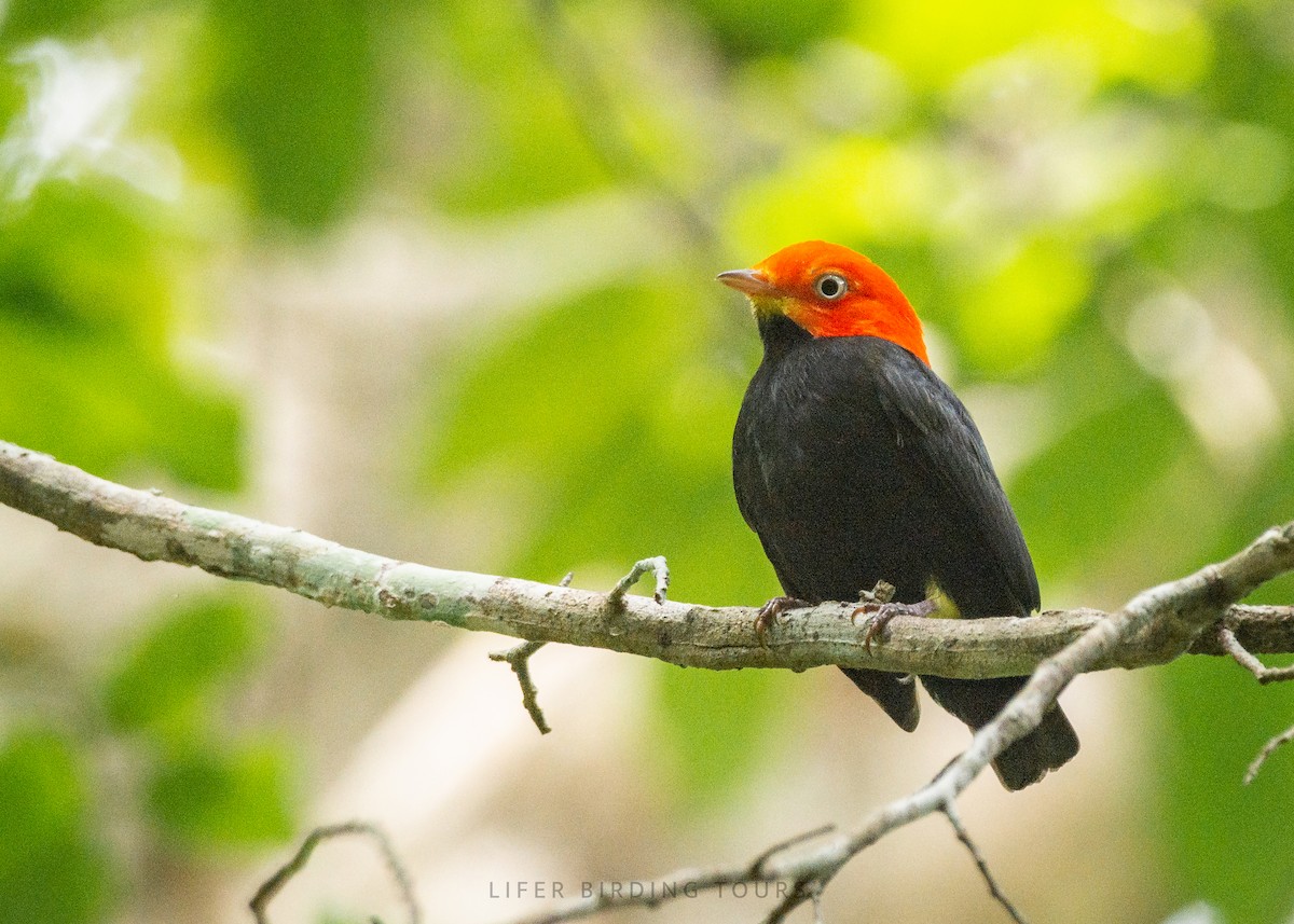 Red-capped Manakin - ML642453999