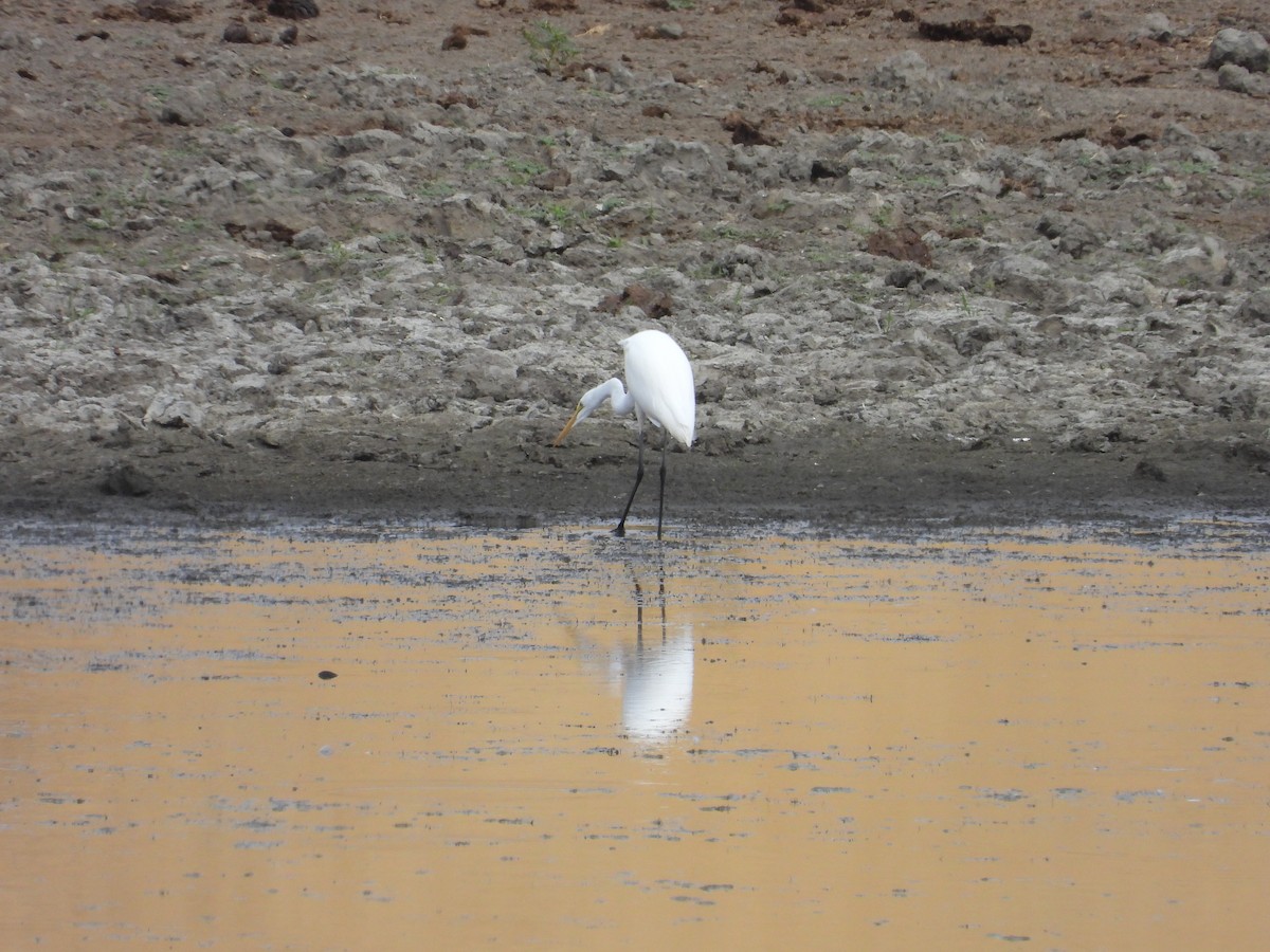 Great Egret - ML642454001