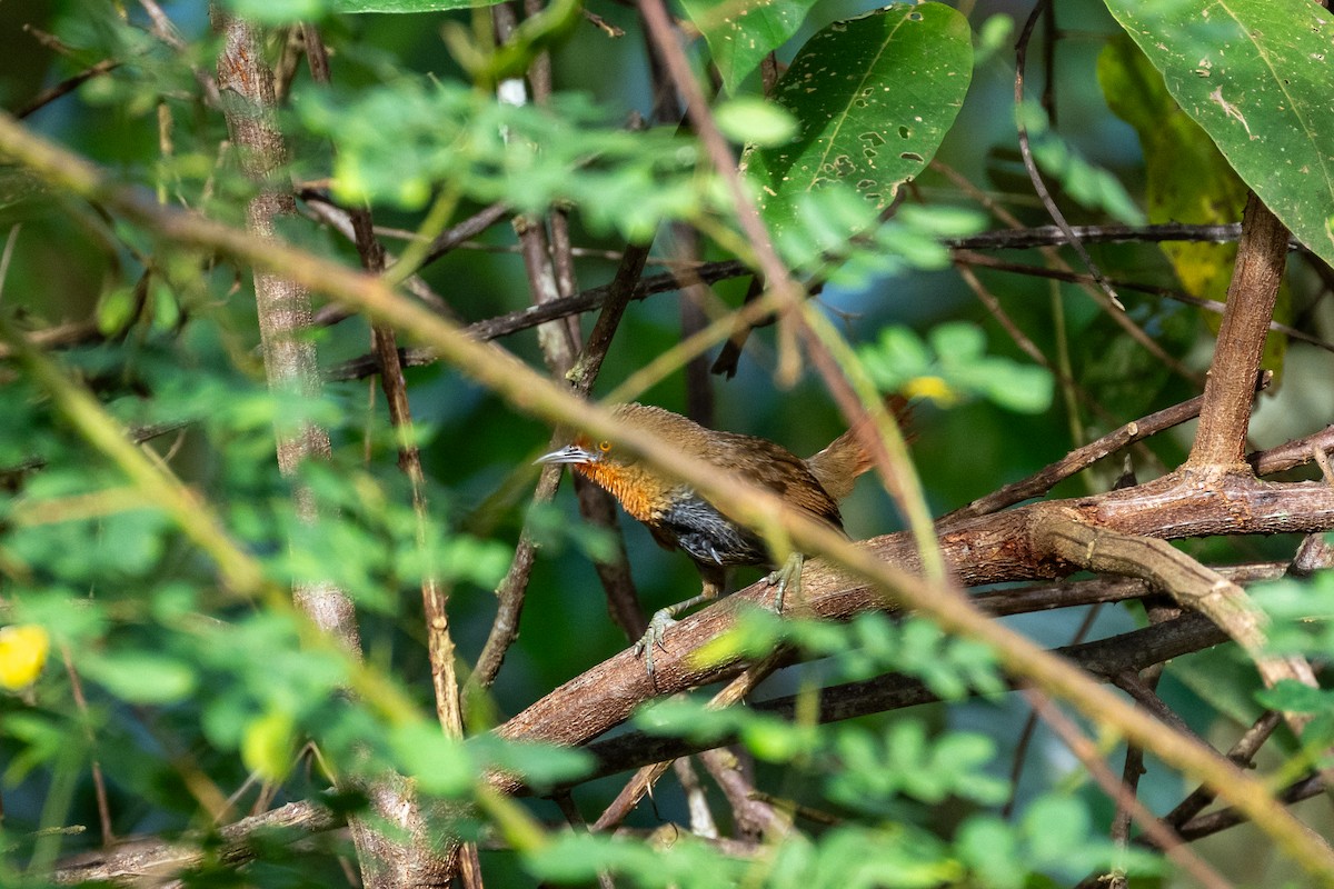 Orange-eyed Thornbird - ML642454005