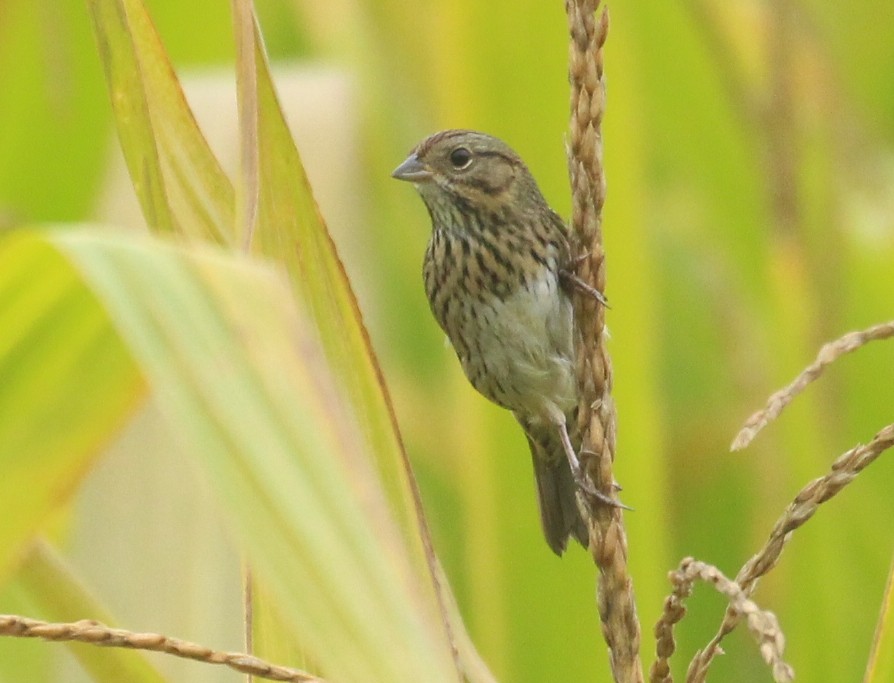 Lincoln's Sparrow - ML642454006