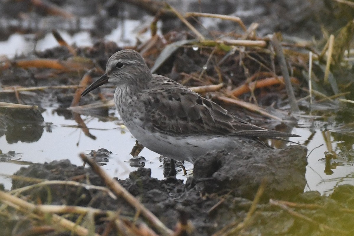 White-rumped Sandpiper - ML642454009