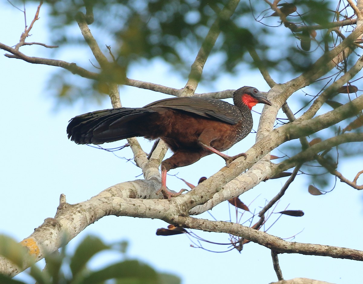 Spix's Guan - ML642454015