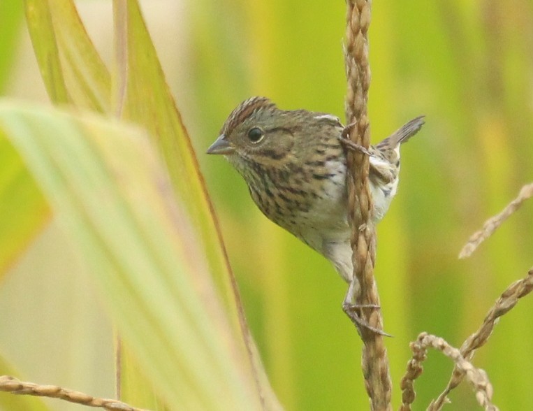Lincoln's Sparrow - ML642454016