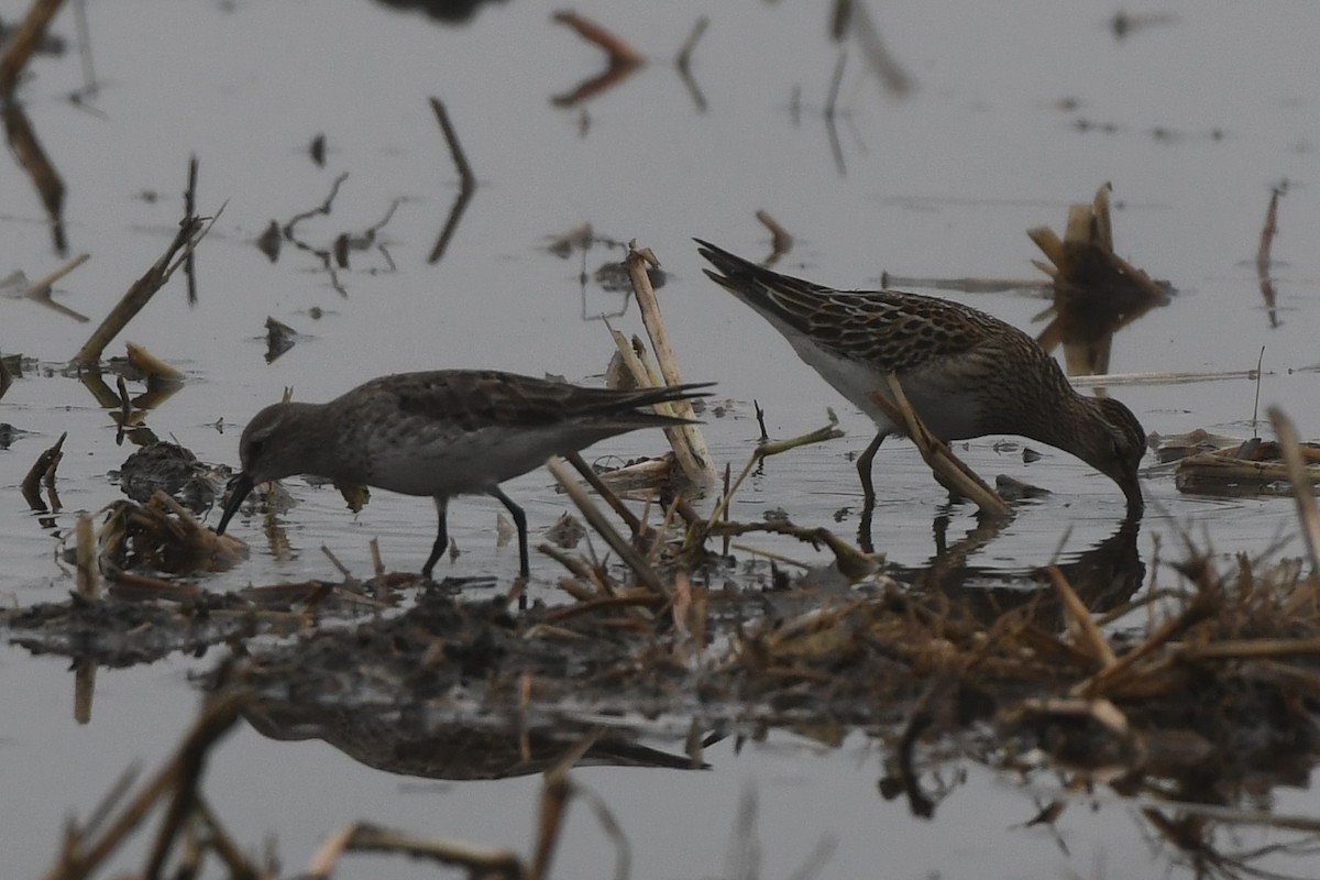 White-rumped Sandpiper - ML642454021