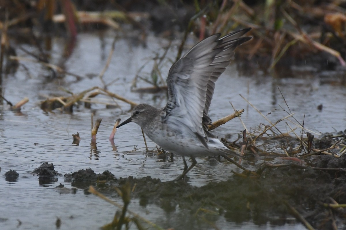 White-rumped Sandpiper - ML642454022