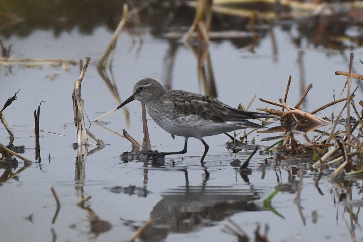 White-rumped Sandpiper - ML642454023