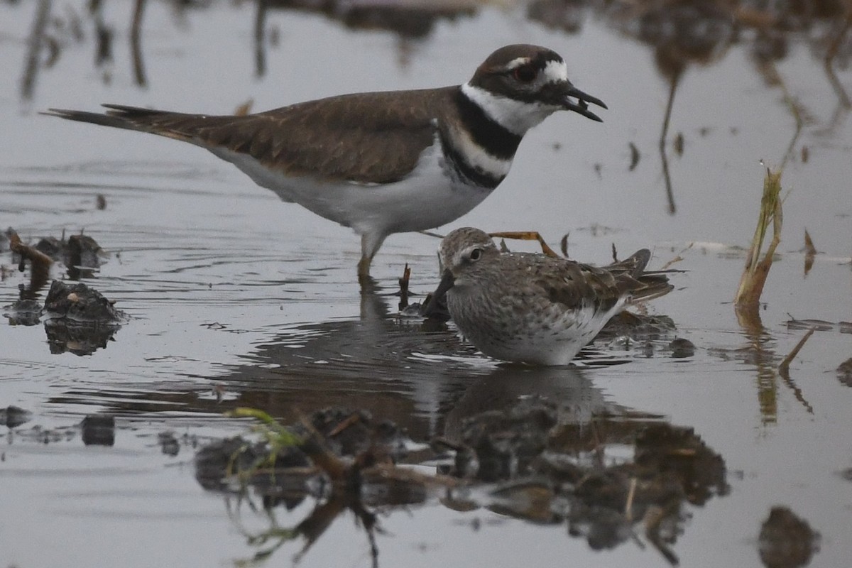 White-rumped Sandpiper - ML642454024
