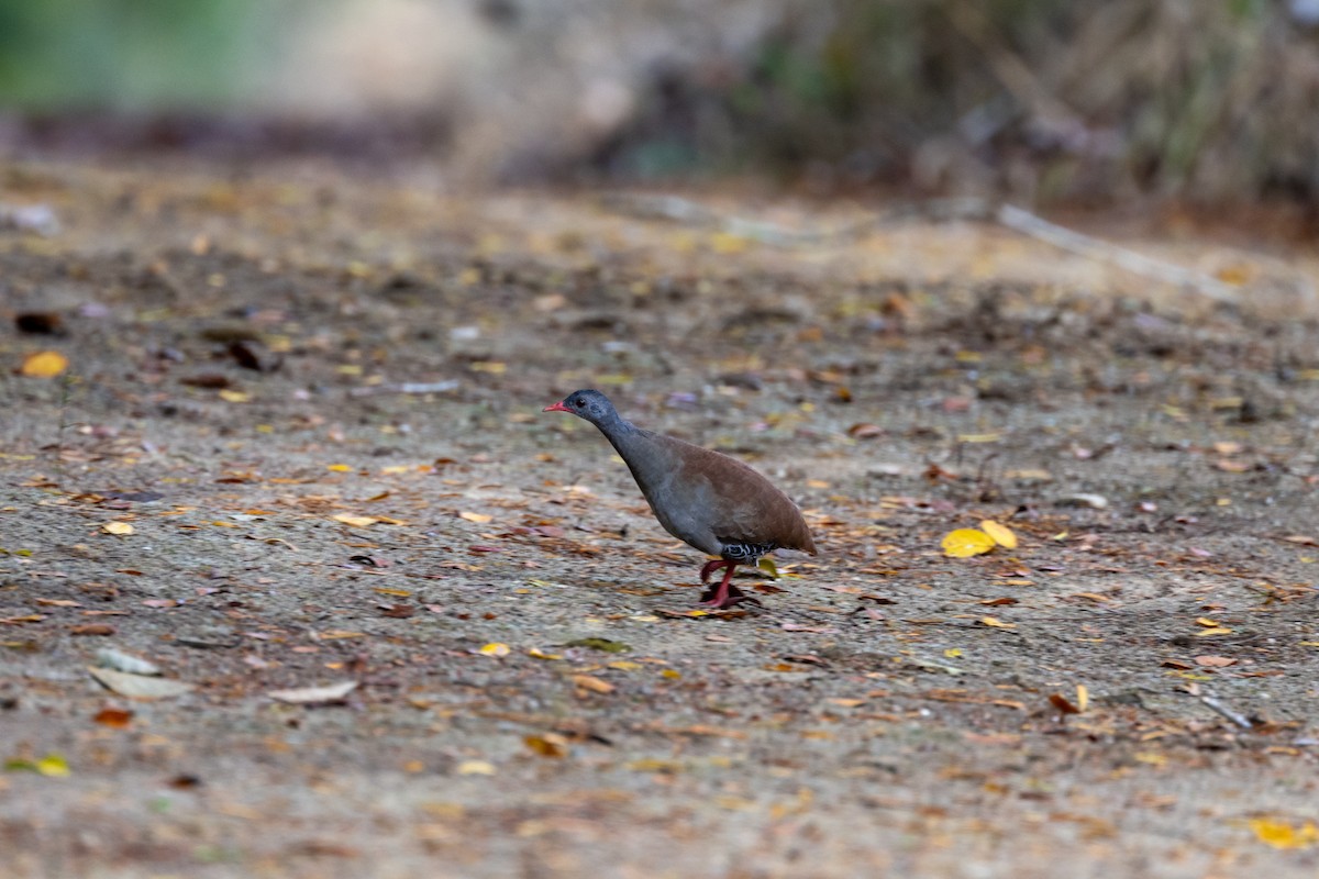 Small-billed Tinamou - ML642454038