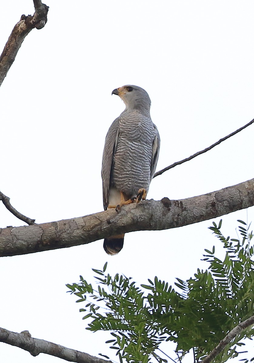 Gray-lined Hawk - ML642454044