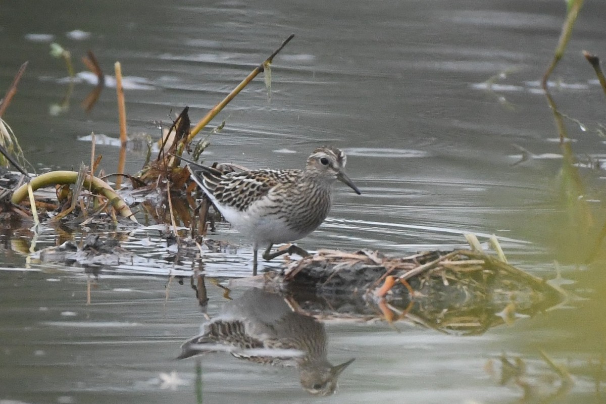 Pectoral Sandpiper - ML642454050