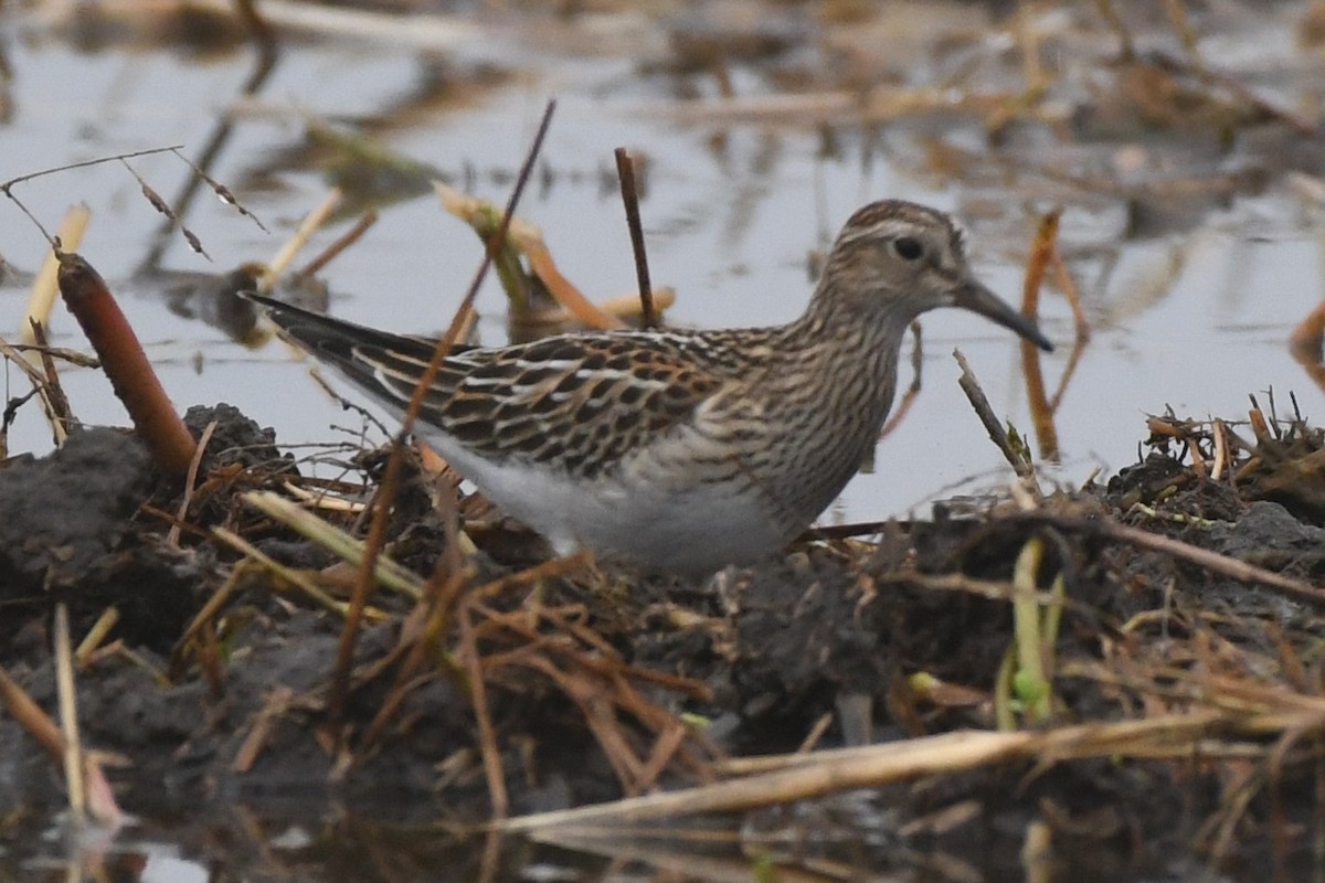 Pectoral Sandpiper - ML642454051