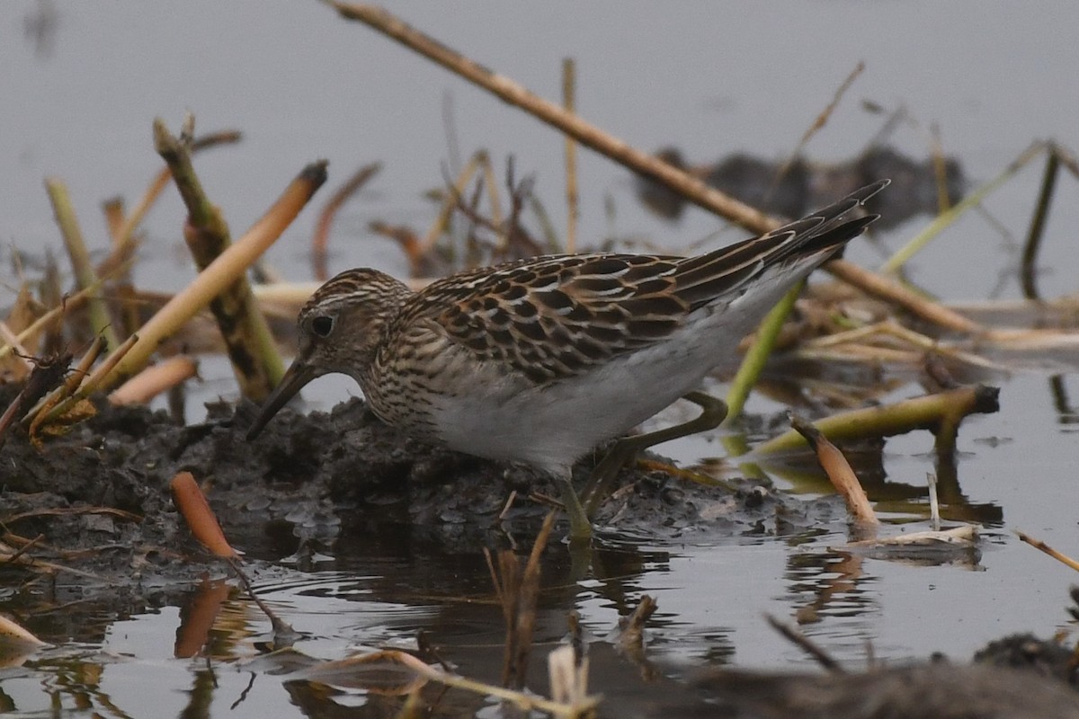 Pectoral Sandpiper - ML642454052