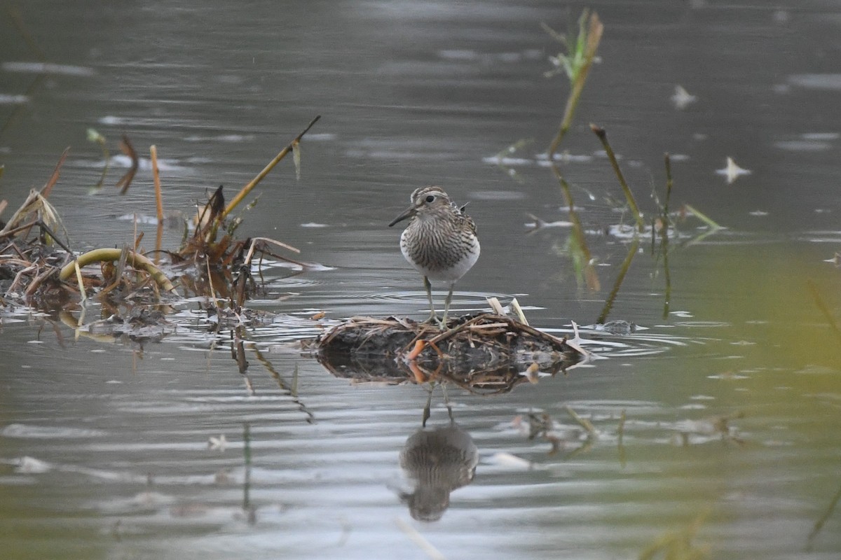 Pectoral Sandpiper - ML642454053
