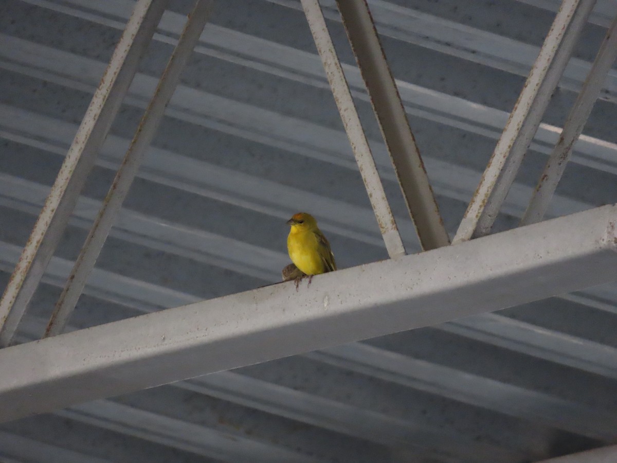 Orange-fronted Yellow-Finch - ML642454054