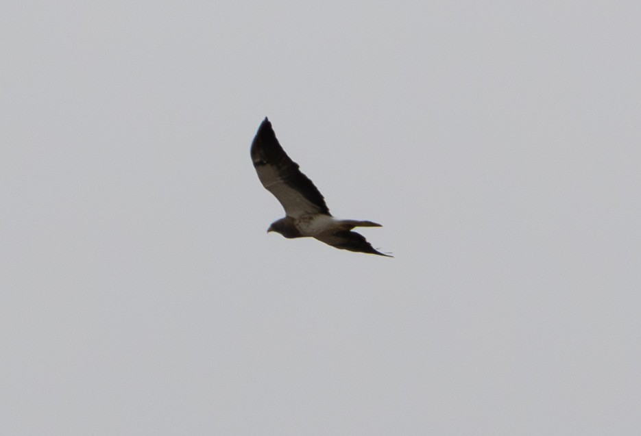 Swainson's Hawk - ML642454058