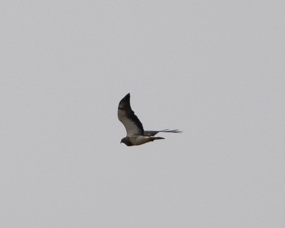 Swainson's Hawk - ML642454059