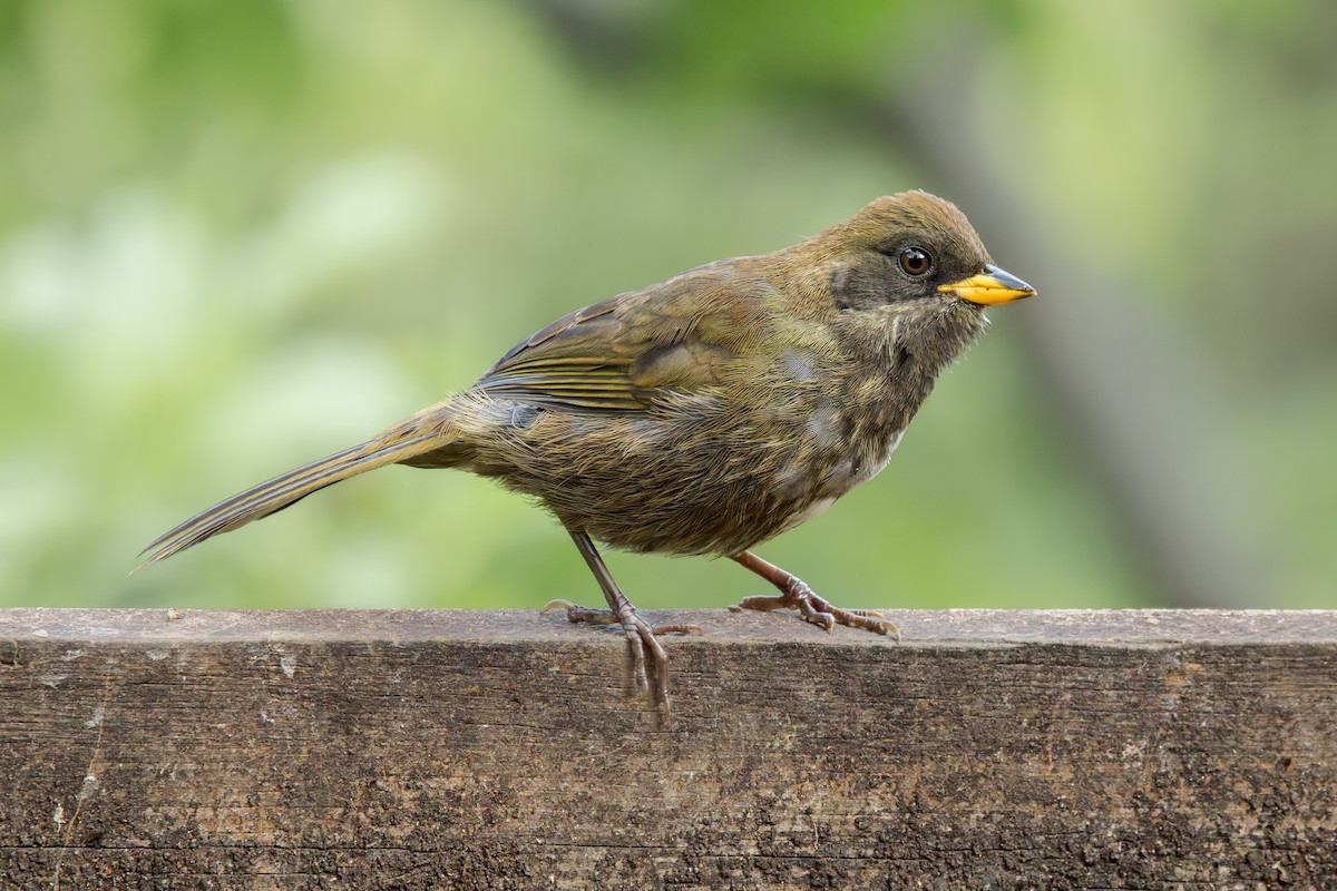 Chestnut-capped Brushfinch - ML642454068