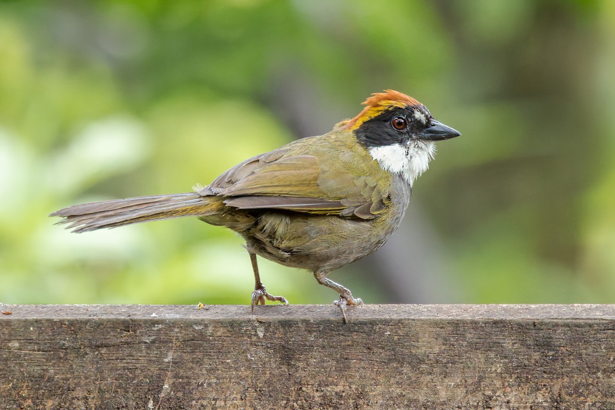 Chestnut-capped Brushfinch - ML642454077