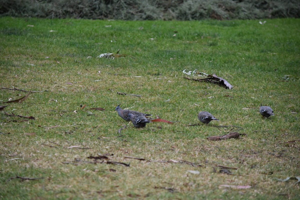 Crested Pigeon - ML642454096