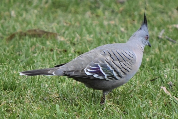 Crested Pigeon - ML642454101