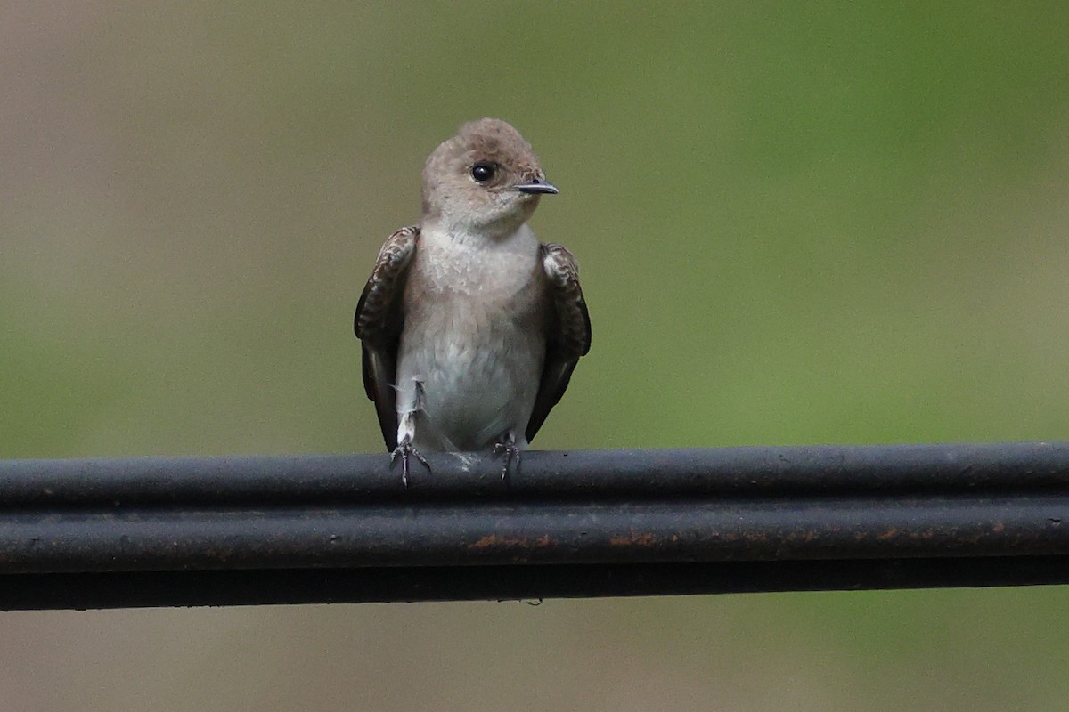 Northern Rough-winged Swallow - ML642454104