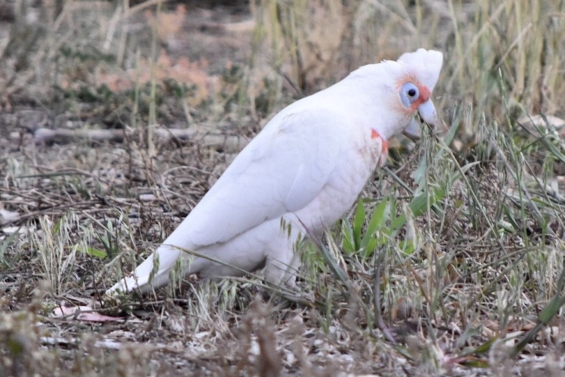 Long-billed Corella - ML642454108