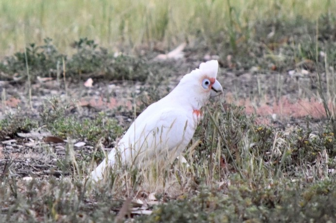 Long-billed Corella - ML642454109
