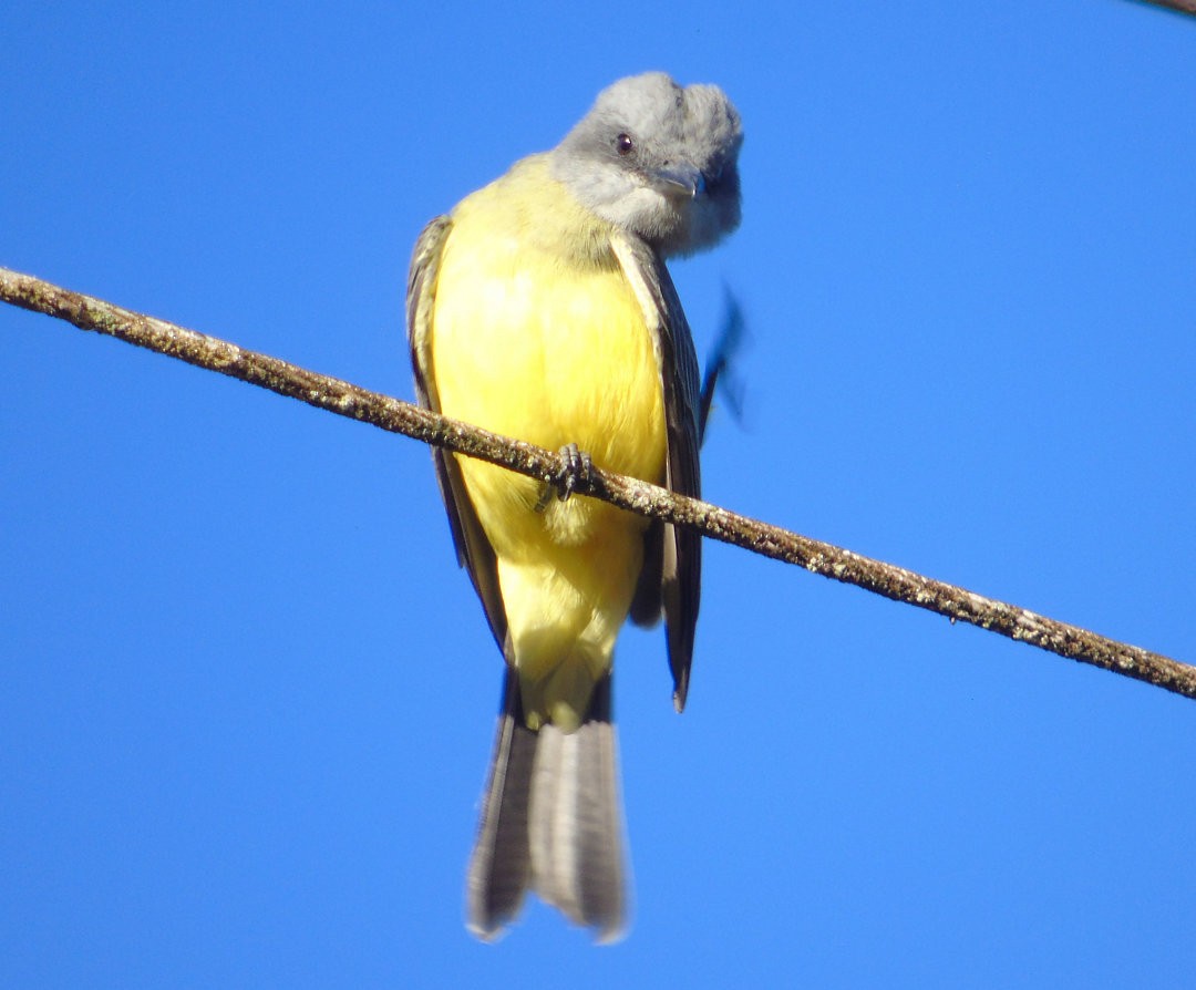 Tropical Kingbird - ML642454112