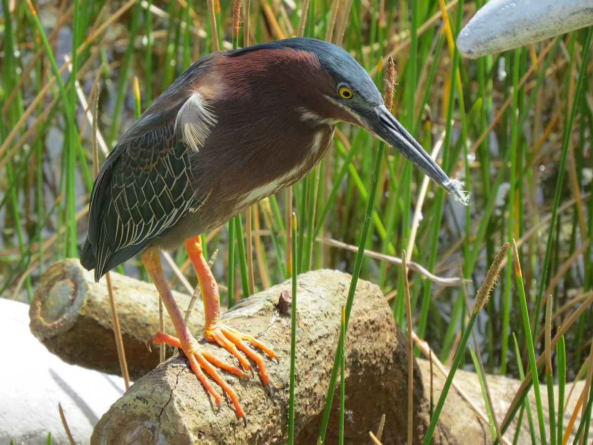 Green Heron - ML642454113