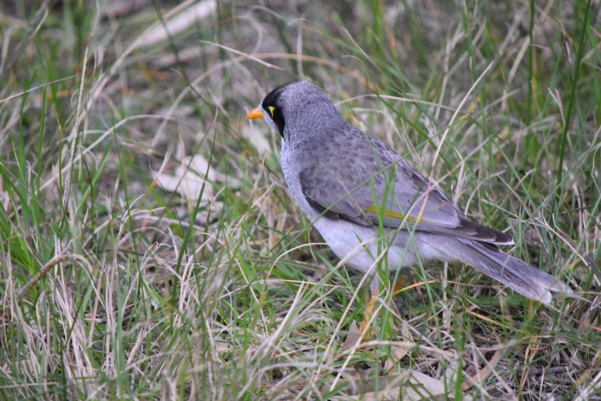 Noisy Miner - ML642454114