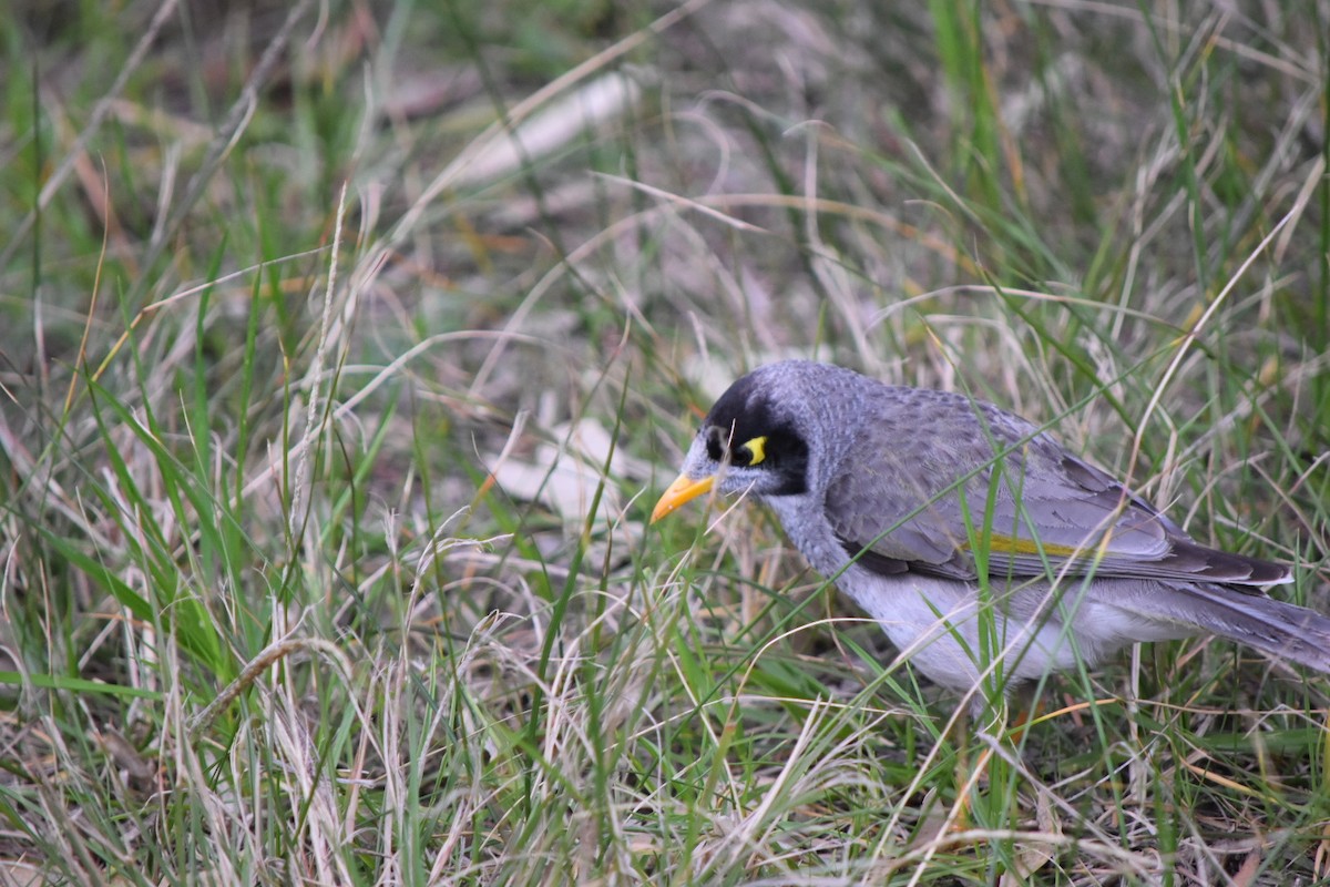 Noisy Miner - ML642454115