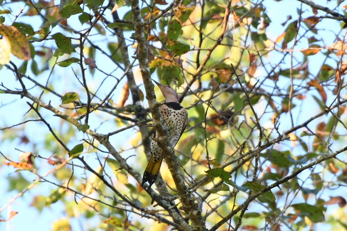 Northern Flicker - ML642454116