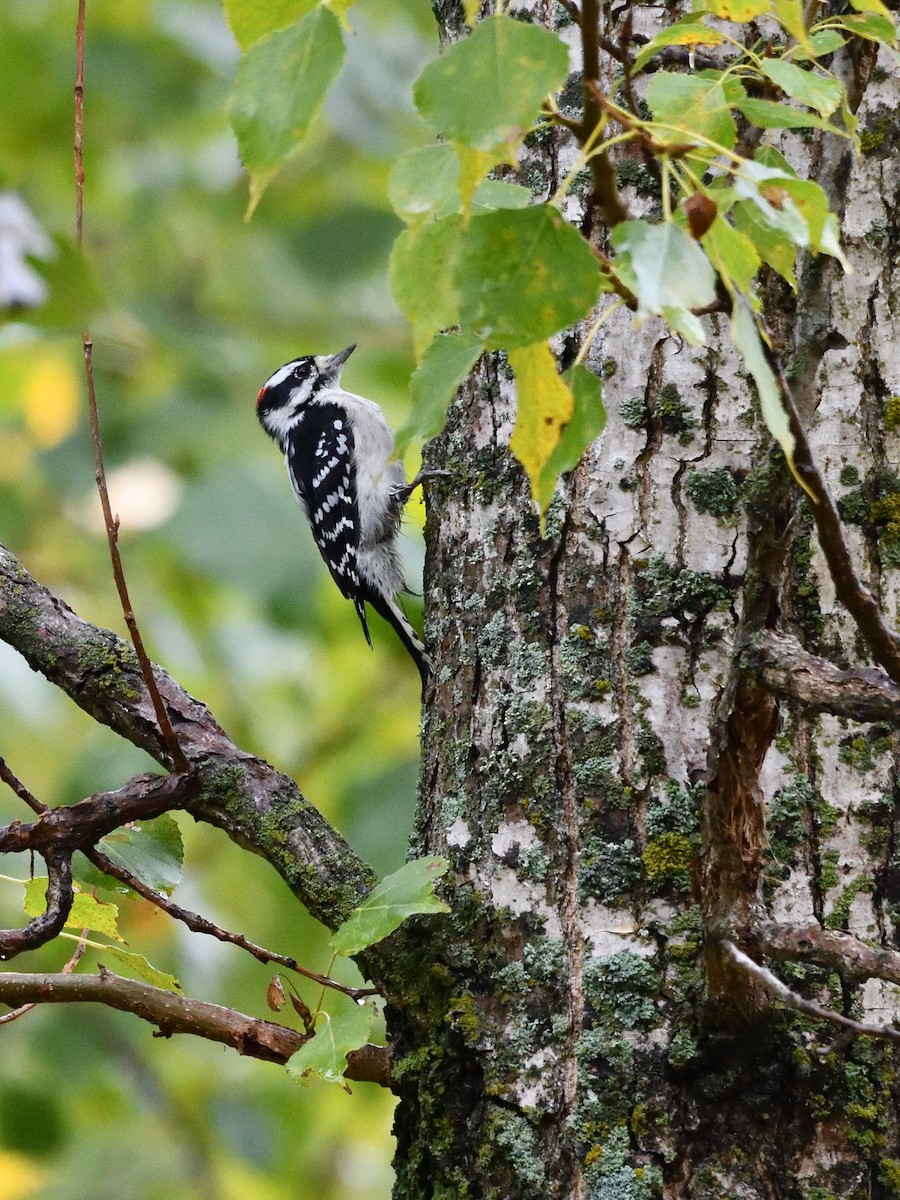 Downy Woodpecker - ML642454118