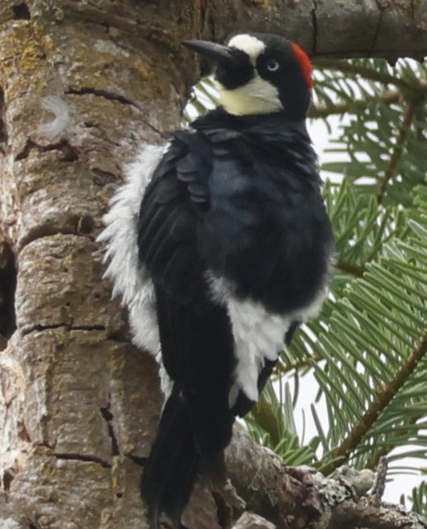 Acorn Woodpecker - ML642454120