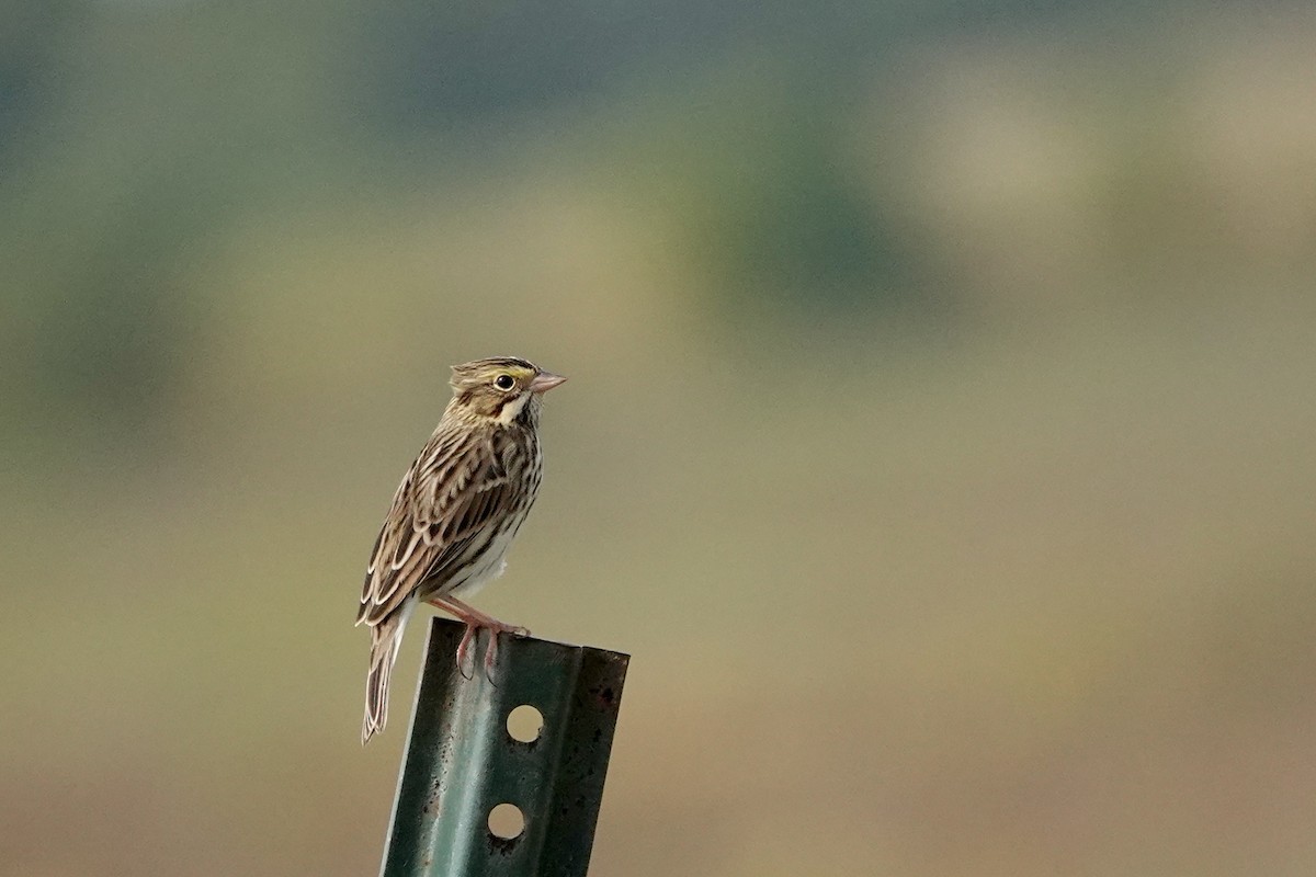 Savannah Sparrow - ML642454125