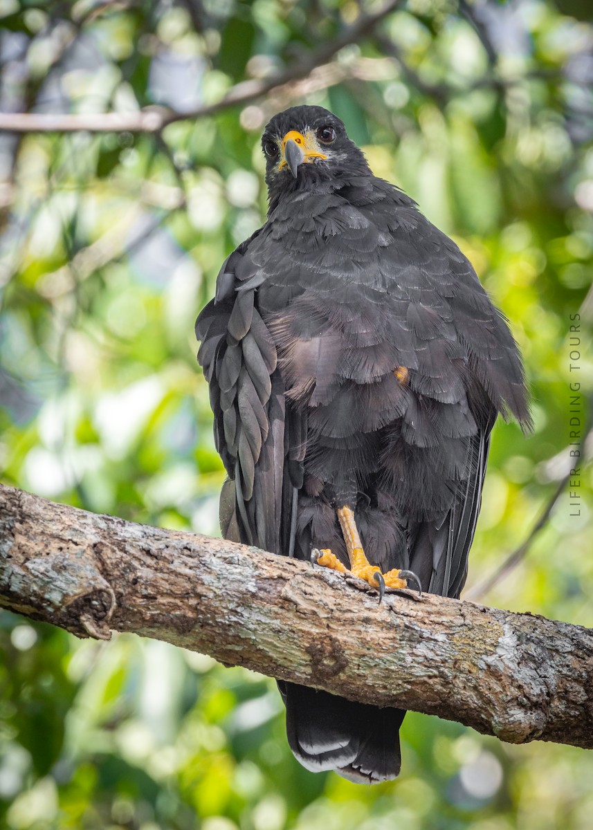 Common Black Hawk - ML642454126
