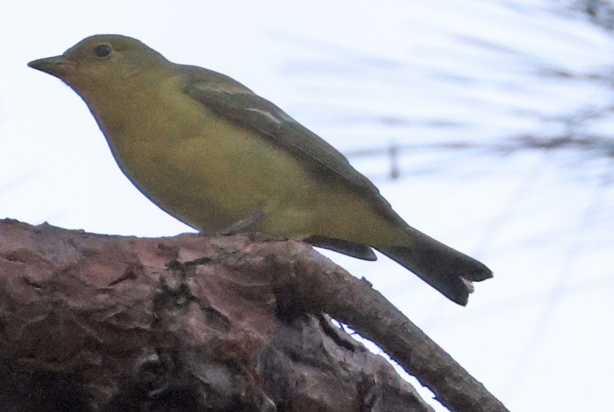 Western Tanager - ML642454129