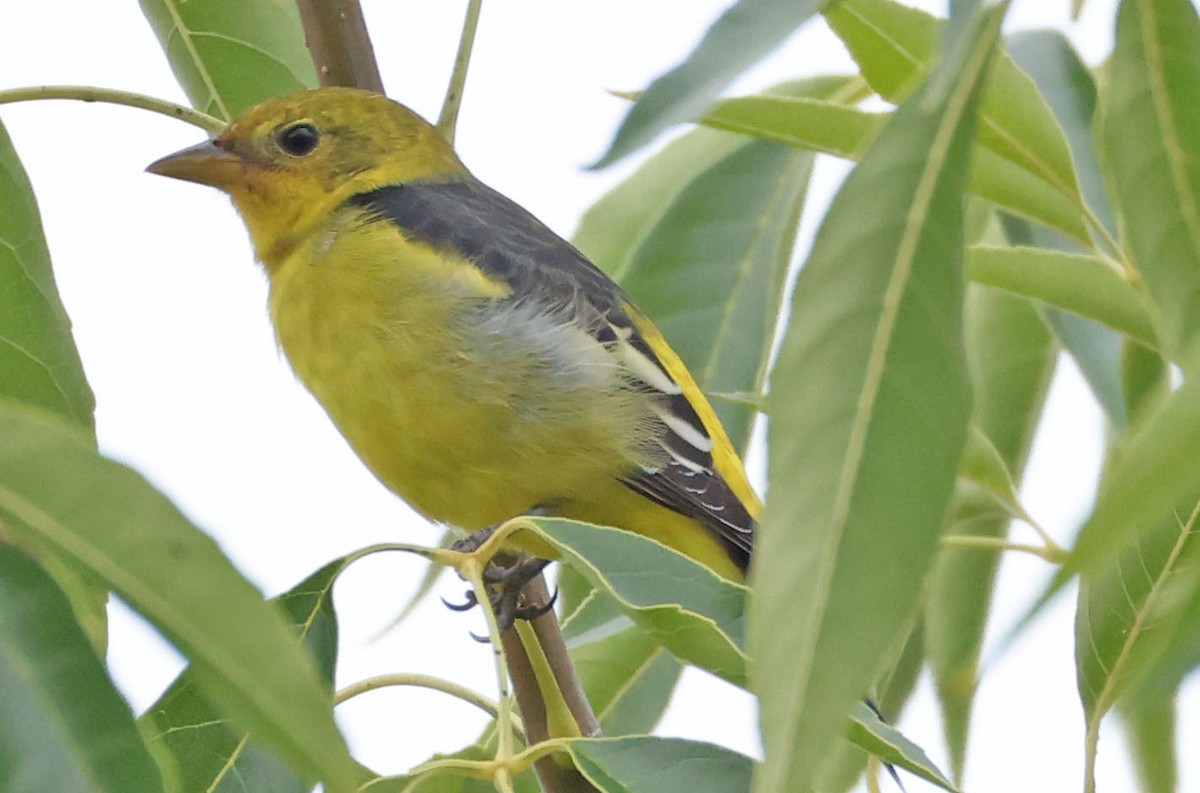 Western Tanager - ML642454131