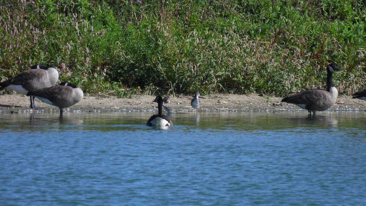 plystresnipe - ML642454134